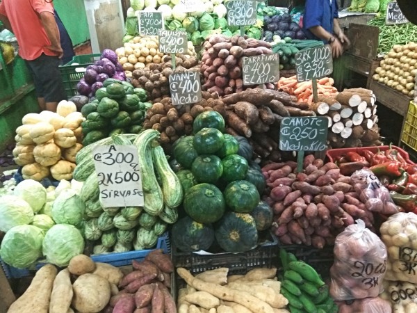 Tropical tubers in Costa Rica Tropical tubers in Costa Rica