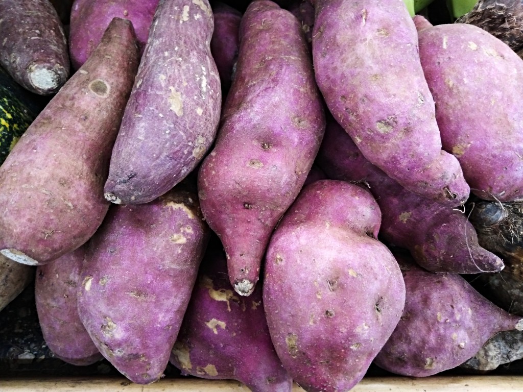 Camote - sweet potatoes - Costa Rica