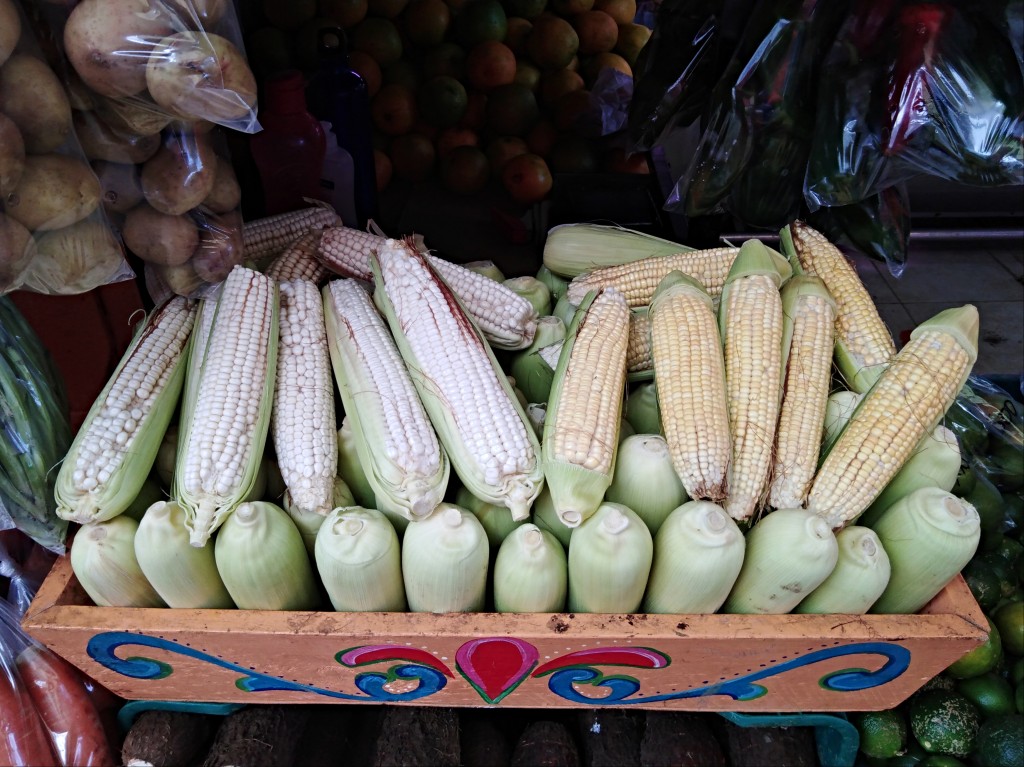 Corn - Costa Rica