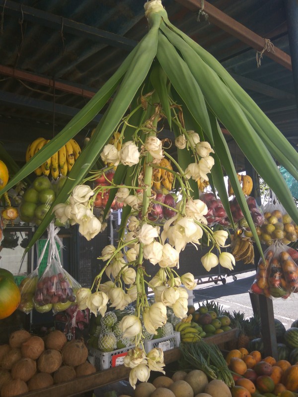 Flor de Izote - yucca flowers - Costa Rica