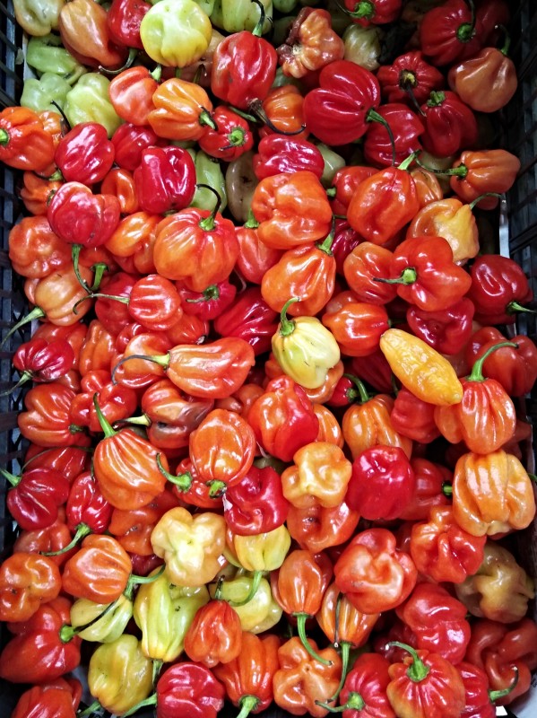 Chile Panameño – a Habanero type pepper - Costa Rica