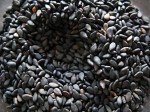 Black sesame seeds. Black sesame seeds.