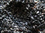 Black sesame seeds. Black sesame seeds.