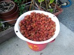 Drying ume in the sun.