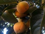 Persimmon – kaki fruit Persimmon – kaki fruit