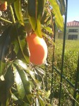 Exotic fruits in Croatia