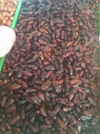 Dates from Tunisia Dates from Tunisia