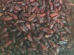 Dates from Tunisia