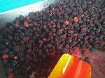 Blackberries