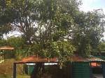 mango tree