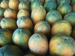 Papaya
