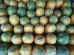 Papaya