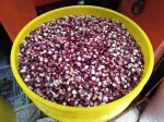 Red corn 