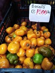 Rocoto