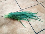 Chives