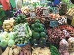 Tropical tubers in Costa Rica