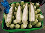 Fresh white corn