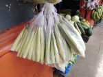 Young corn