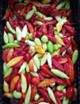 Hot Pepper