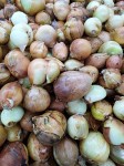 Onion