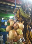 Onion