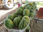 TOP Dominican exotic fruits - watermelons