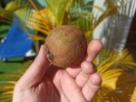 TOP Dominican exotic fruits - chikoo