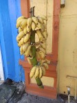 TOP Dominican exotic fruits - bananas