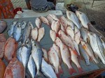 Fresh fish - Sunday Asian Street food market in Santo Domingo