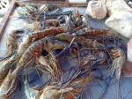Seafood - Sunday Asian Street food market in Santo Domingo