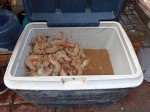 Seafood - Sunday Asian Street food market in Santo Domingo