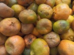 TOP Dominican exotic fruits - tangerines