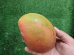 TOP Dominican exotic fruits - mangoes