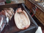 Seafood - Sunday Asian Street food market in Santo Domingo