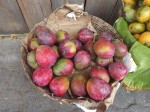 TOP 10 Guatemalan fruits for visiting Tikal and Uaxactun Mayan ruins - Mangos