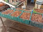 Fresh dates from Tunisia