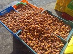 Fresh dates from Tunisia
