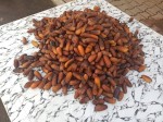 Fresh dates from Tunisia