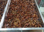 How to choose the best dates in Oman? Dried dates.