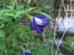 Discover magical health benefits of a Thai blue Butterfly Pea tea