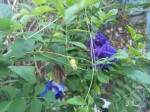 Discover magical health benefits of a Thai blue Butterfly Pea tea