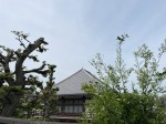 Discovering gems and cultural sights of Yanaka during a nice stroll