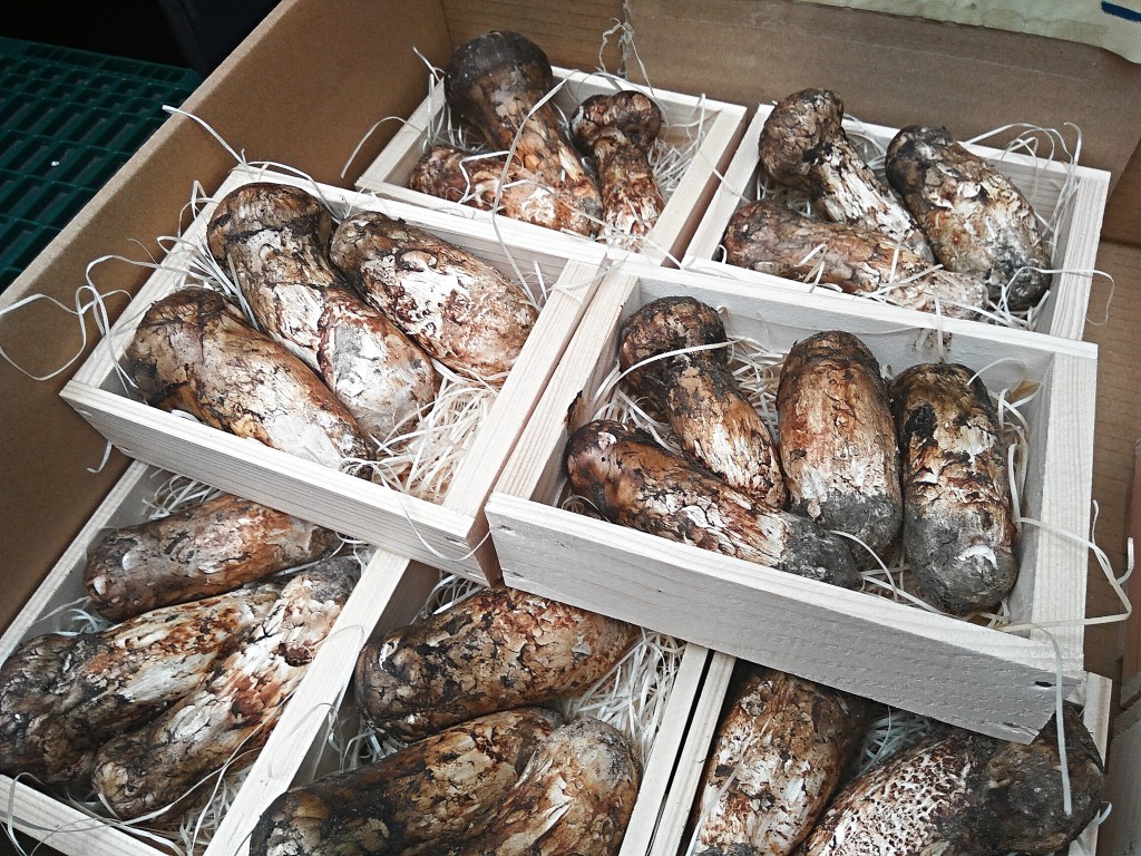 Matsutake mushrooms. Matsutake mushrooms.