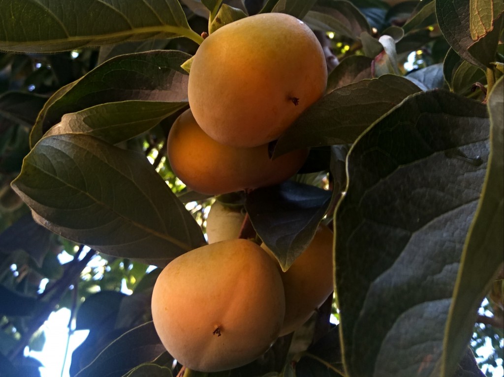 Persimmon – kaki fruit