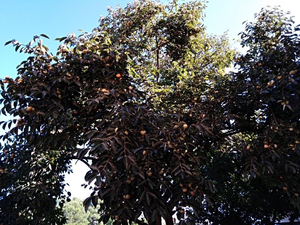 Persimmon – kaki fruit Persimmon – kaki fruit