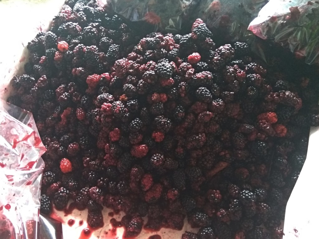 Blackberries from Costa Rica.