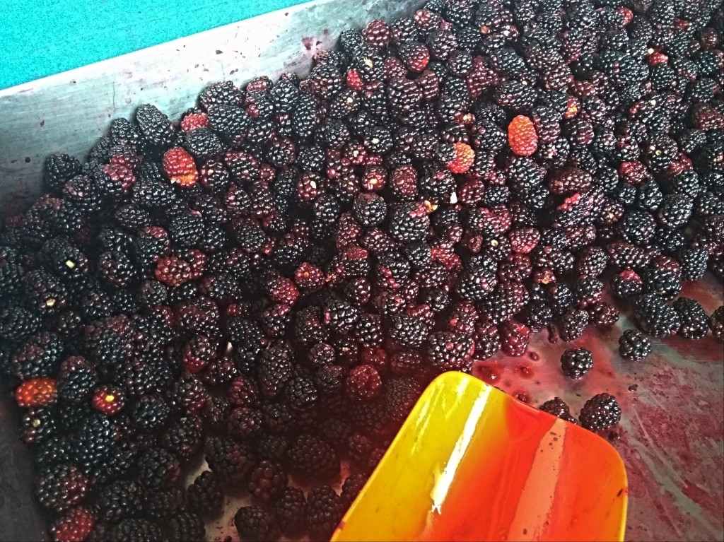 Blackberries from Costa Rica.