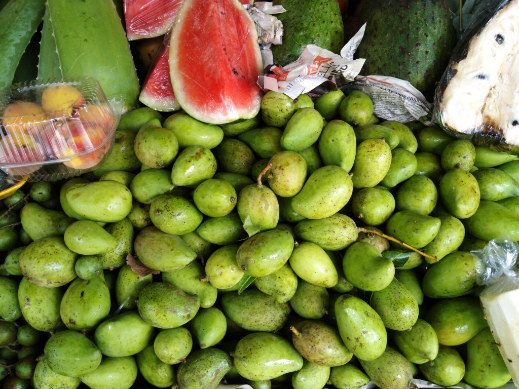 Green, young and unripe mangoes from Costa Rica.