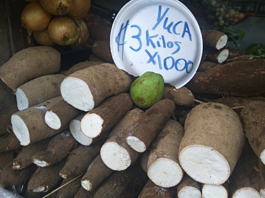 Yucca - Costa Rica Yucca - Costa Rica