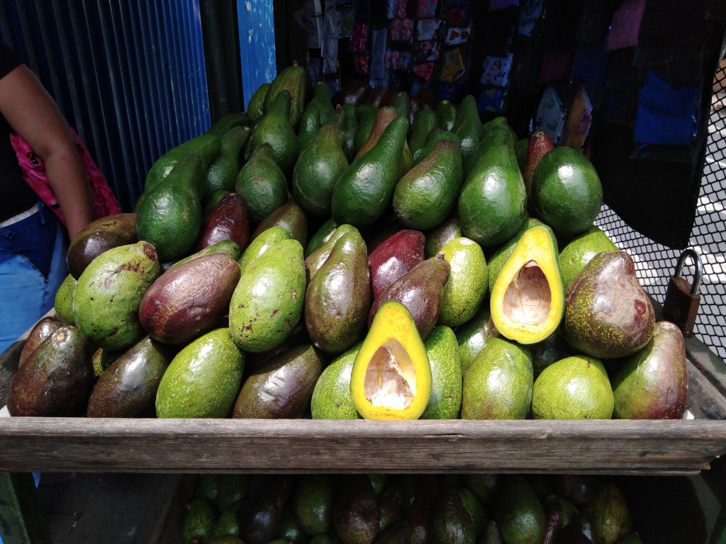 Costa Rican popular fruits - aguacate - avocados